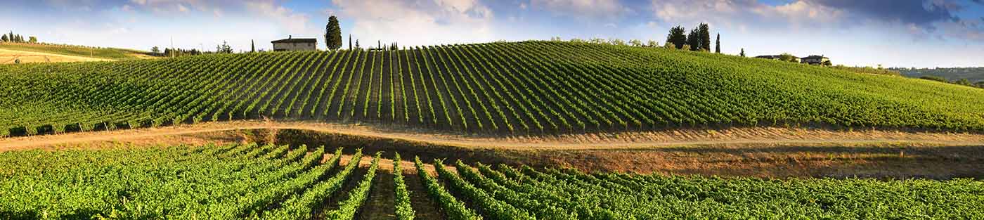 Vineyards in Chianti