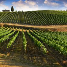 An enchanting view of the Chianti vineyards