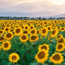 Typical sunflowers in the Tuscan Maremma